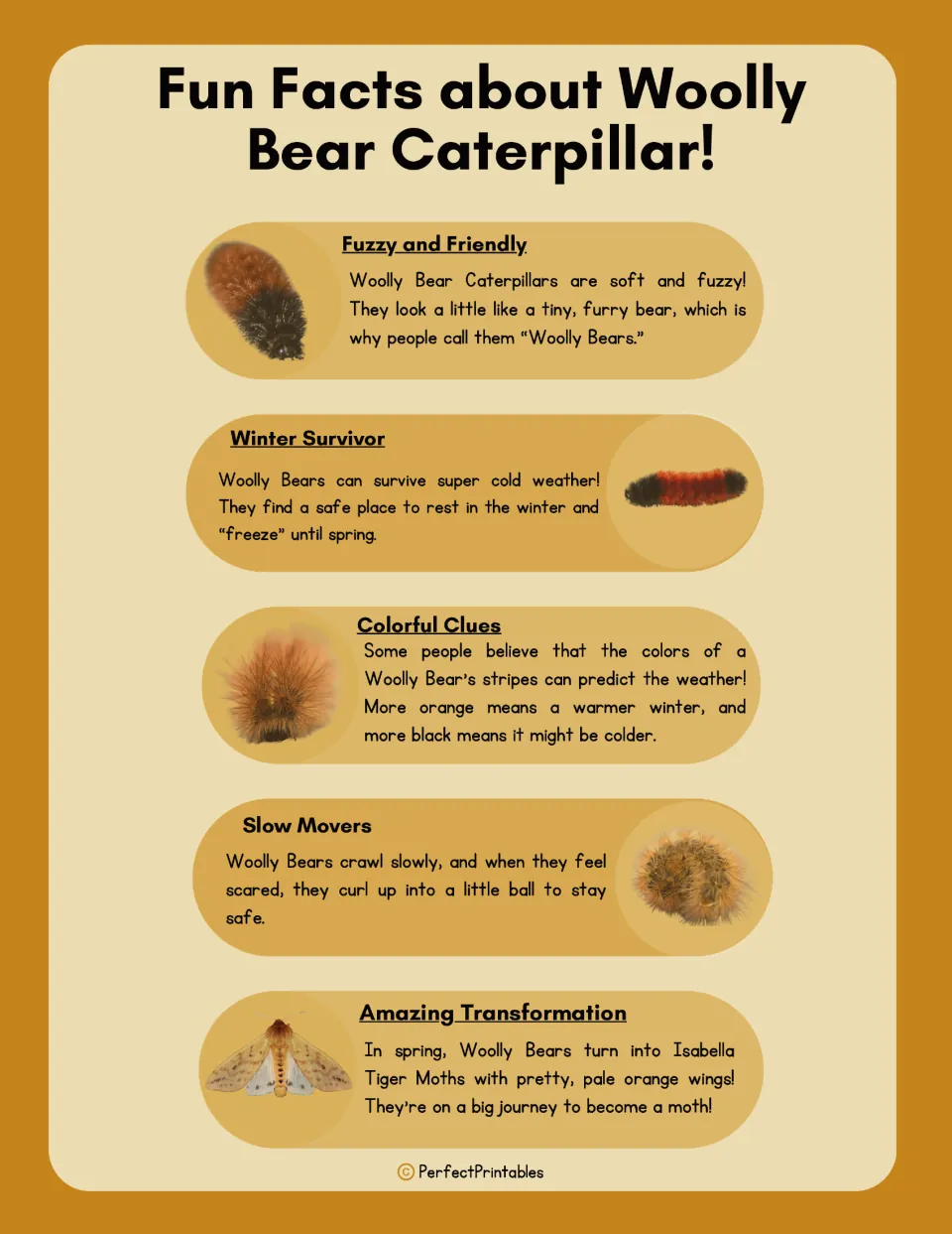Woolly bear fun facts: five passages on its fuzzy look, winter survival, weather folklore, curling up and transformation