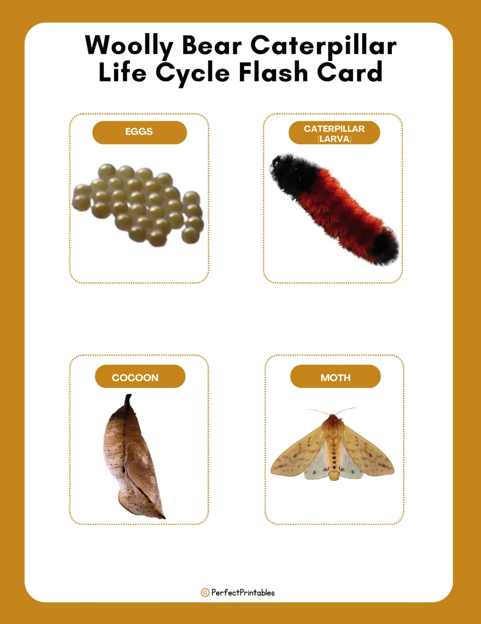 Life cycle flash cards: four photo cards labeled eggs, caterpillar (larva), cocoon and moth for naming each stage