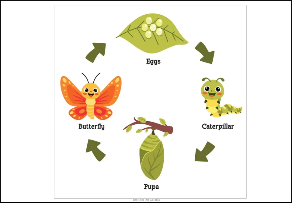 Butterfly life cycle poster showing four labeled stages: Eggs, Caterpillar, Pupa, and Butterfly, linked by arrows