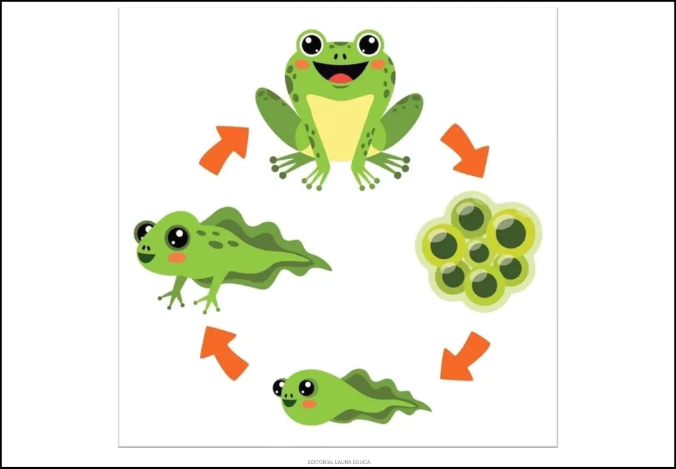 Frog life cycle poster showing eggs, a tadpole, a froglet with legs and a tail, and an adult frog linked by arrows