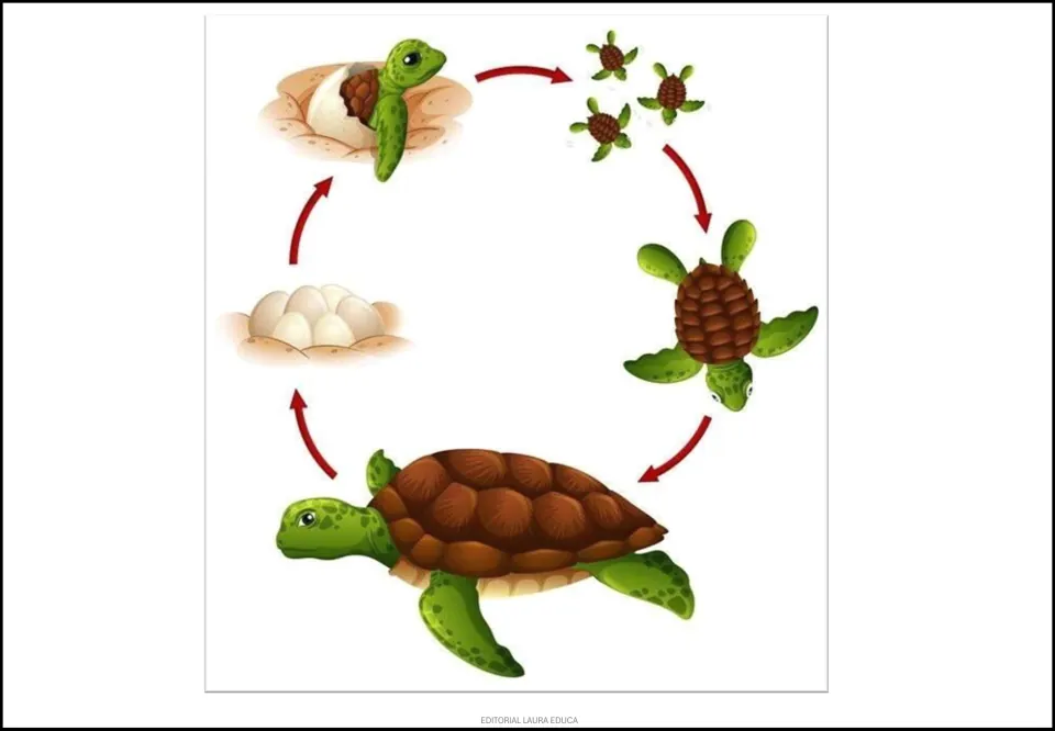 Sea turtle life cycle poster showing eggs, a turtle hatching, hatchlings, a growing turtle, and an adult