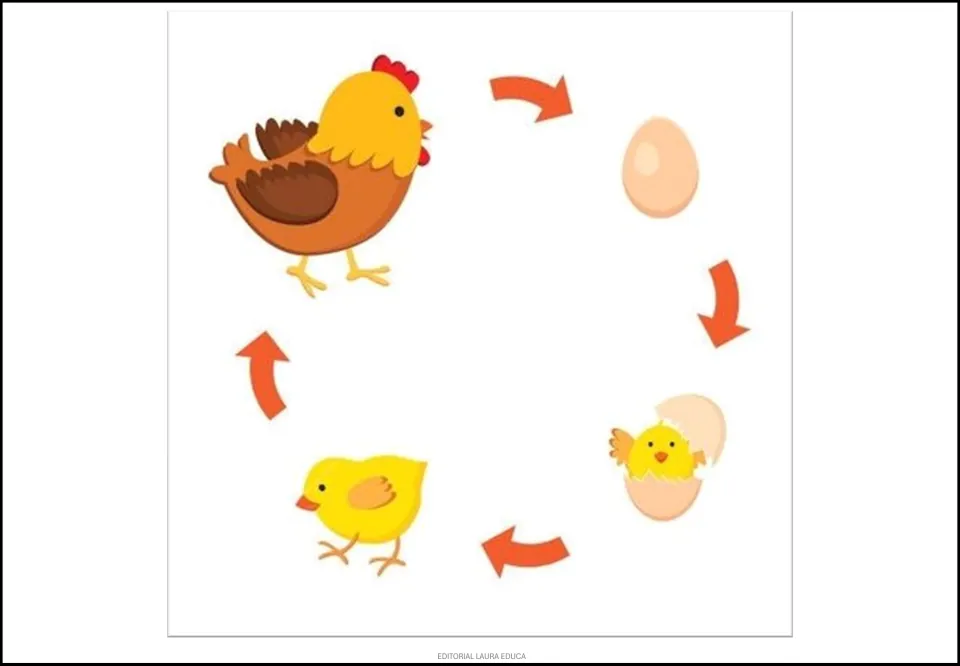 Chicken life cycle poster showing an egg, a chick hatching, a yellow chick, and an adult chicken linked by arrows