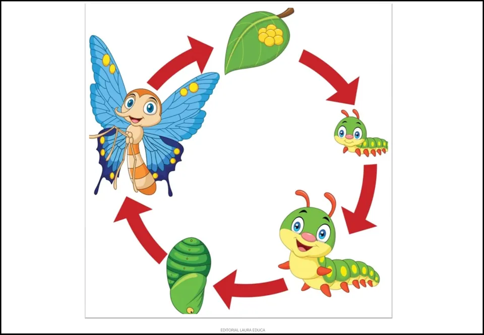 Second butterfly life cycle poster showing eggs on a leaf, small and large caterpillars, a pupa, and a butterfly