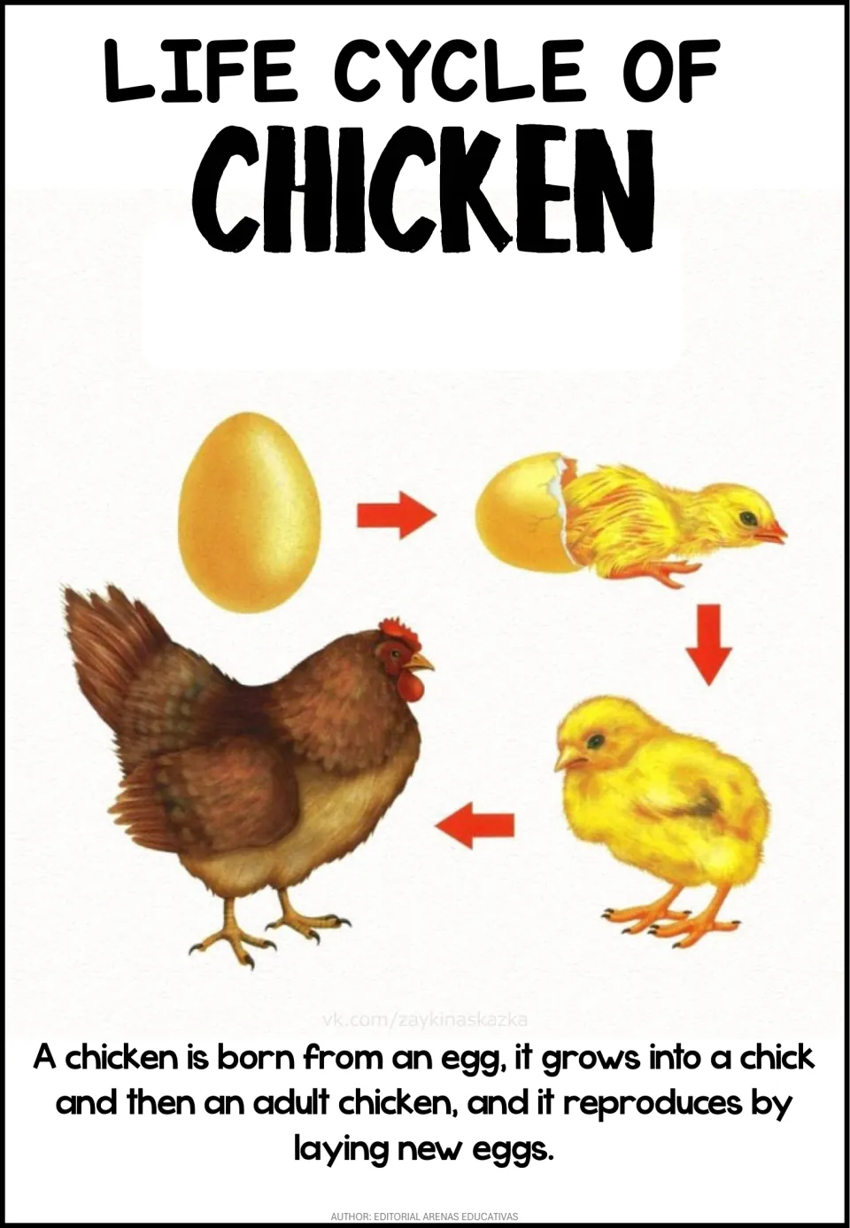 Chicken life cycle poster: arrows lead from egg to hatching chick, fluffy chick and adult hen, with a one-sentence summary