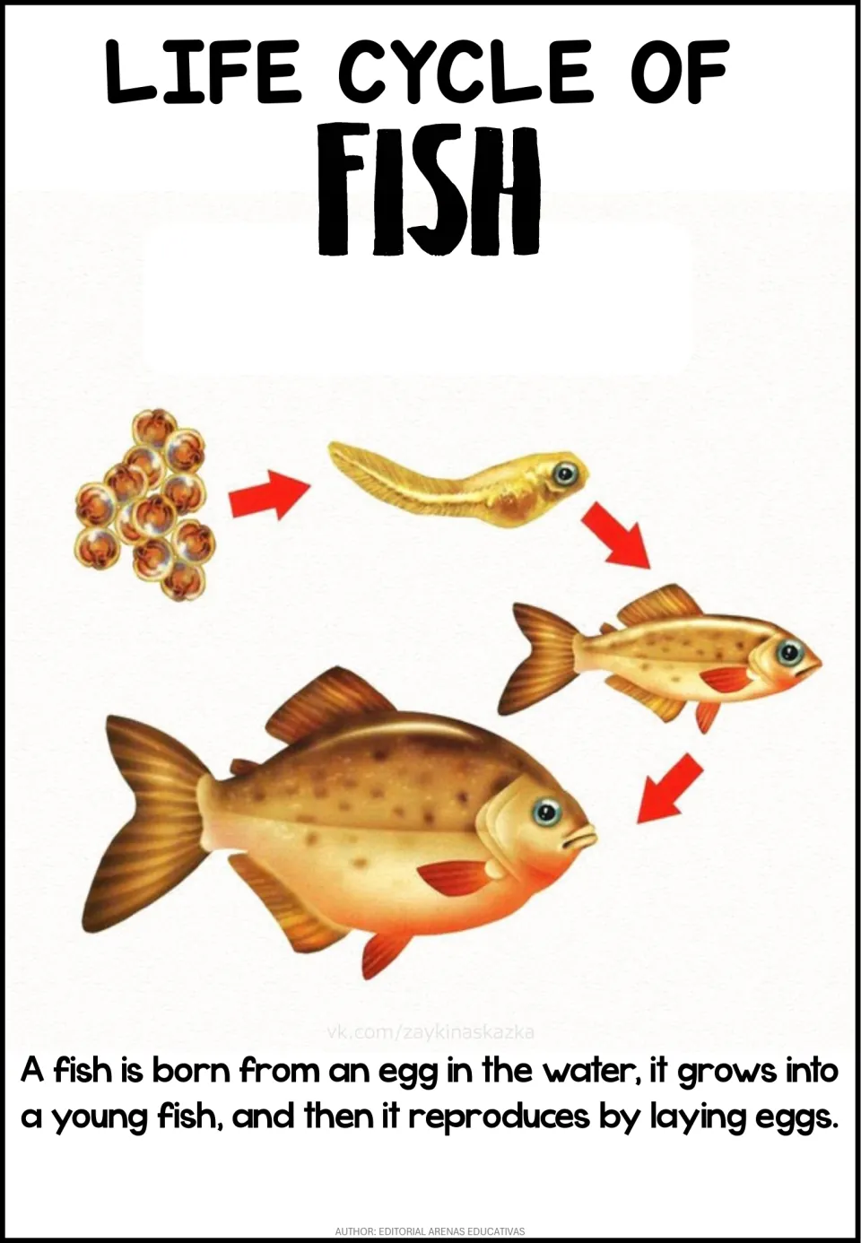 Fish life cycle poster: a cluster of eggs becomes a fry, then a young fish and an adult fish, shown in sequence with arrows