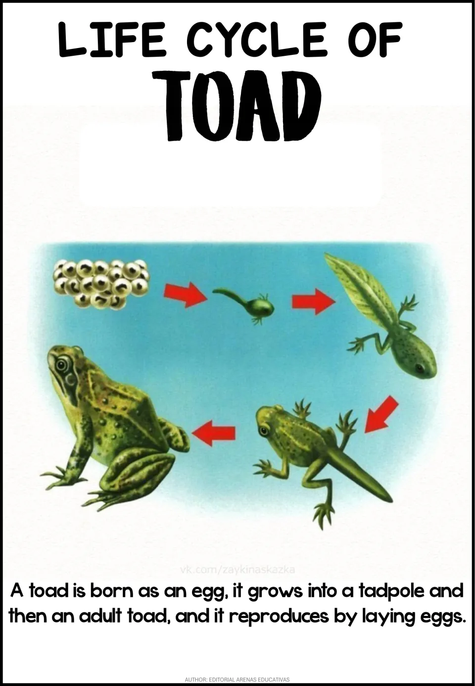 Toad life cycle poster: egg mass, hatchling, tadpole with legs, froglet with tail and adult toad linked by arrows