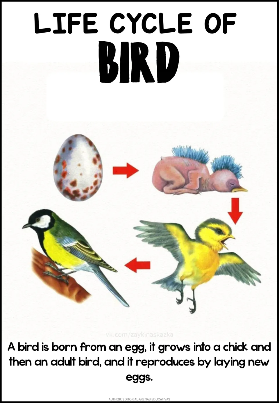 Bird life cycle poster: speckled egg, featherless hatchling, fledgling flapping its wings and adult bird on a branch