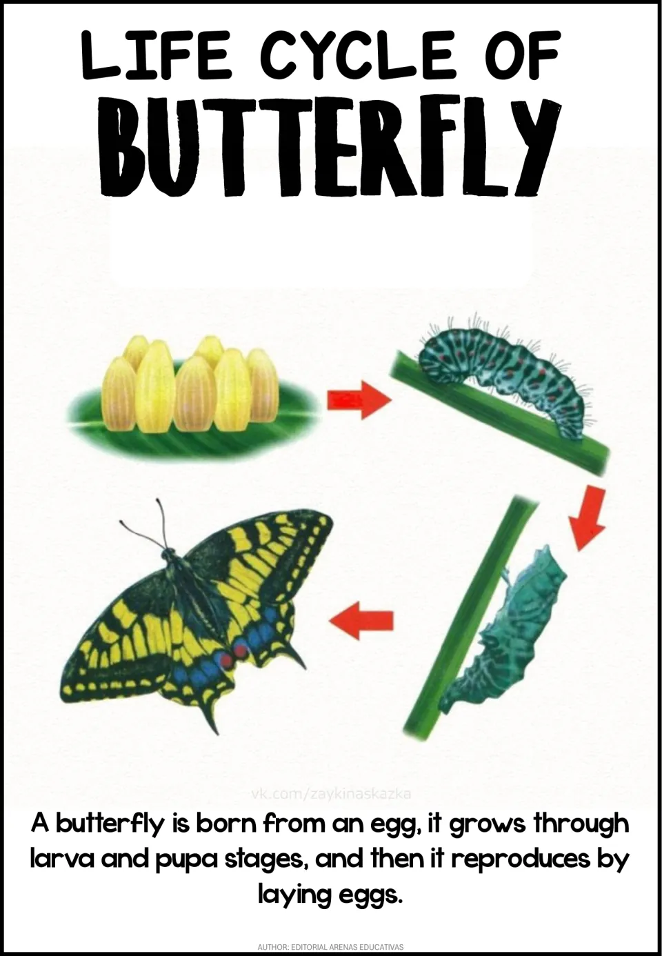 Butterfly life cycle poster: eggs on a leaf, a caterpillar, a chrysalis on a stem and an adult swallowtail, with arrows