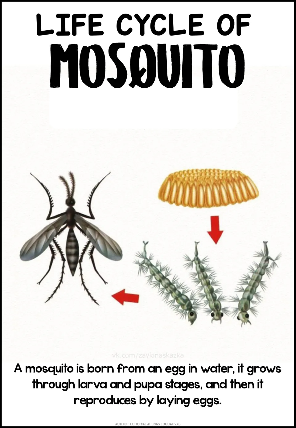 Mosquito life cycle poster: a raft of eggs, three bristly larvae and an adult mosquito, with a note on eggs laid in water