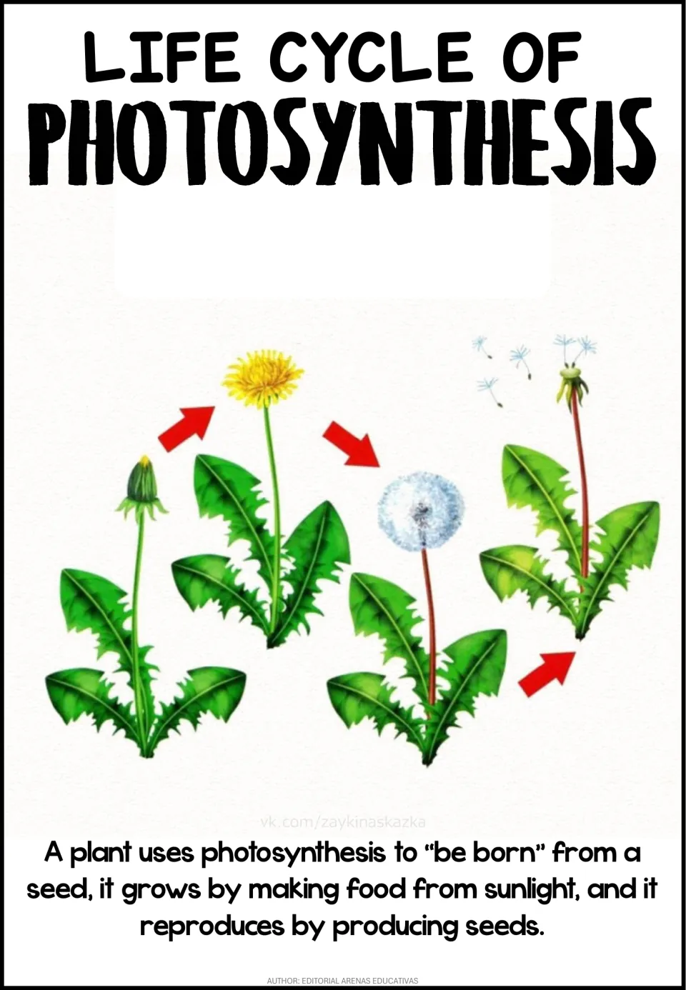 Plant life cycle poster headed Photosynthesis: a dandelion goes from bud to flower to seed head and its seeds blow away