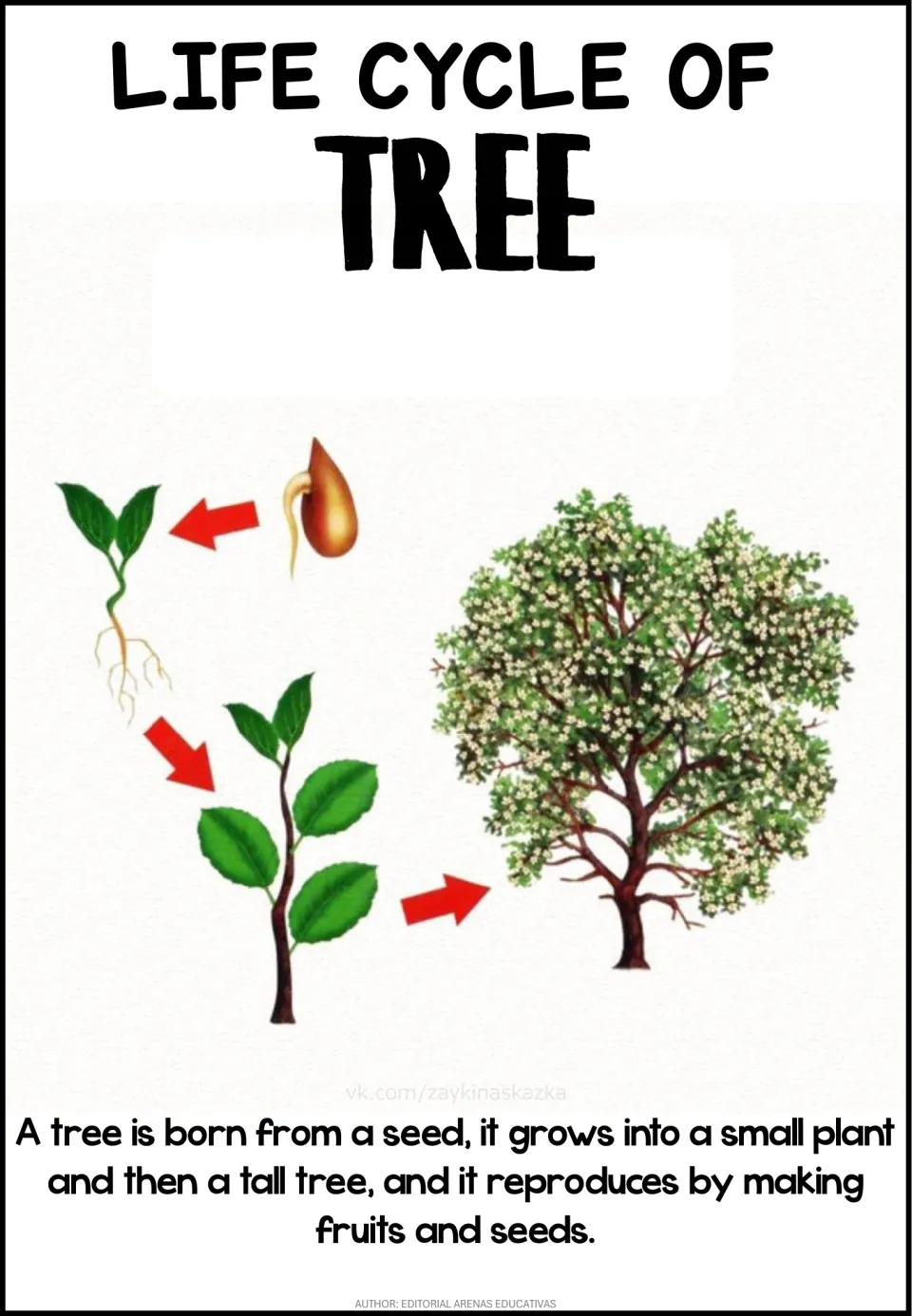 Tree life cycle poster: a sprouting seed grows into a seedling with roots, then a sapling and a large flowering tree