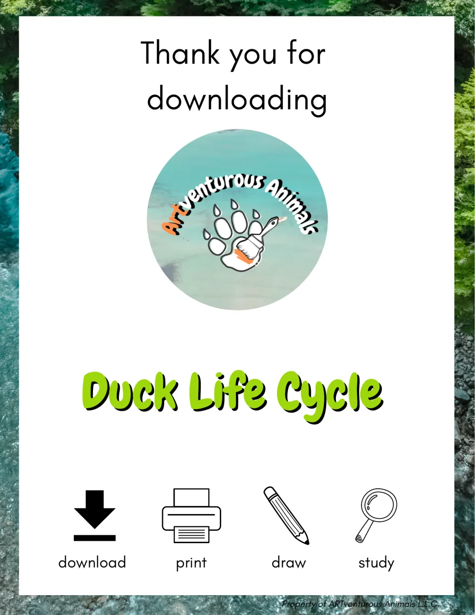 Duck Life Cycle cover from ARTventurous Animals with a thank-you note and download, print, draw and study icons