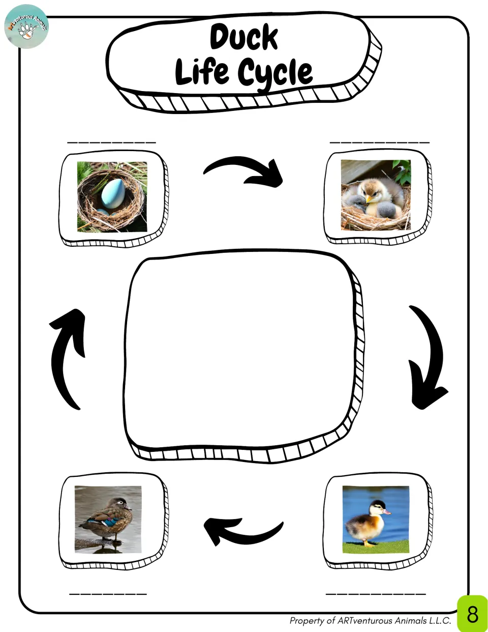 Duck life cycle with photos of an egg, hatchling, duckling and adult; students write the stage name on the blank by each