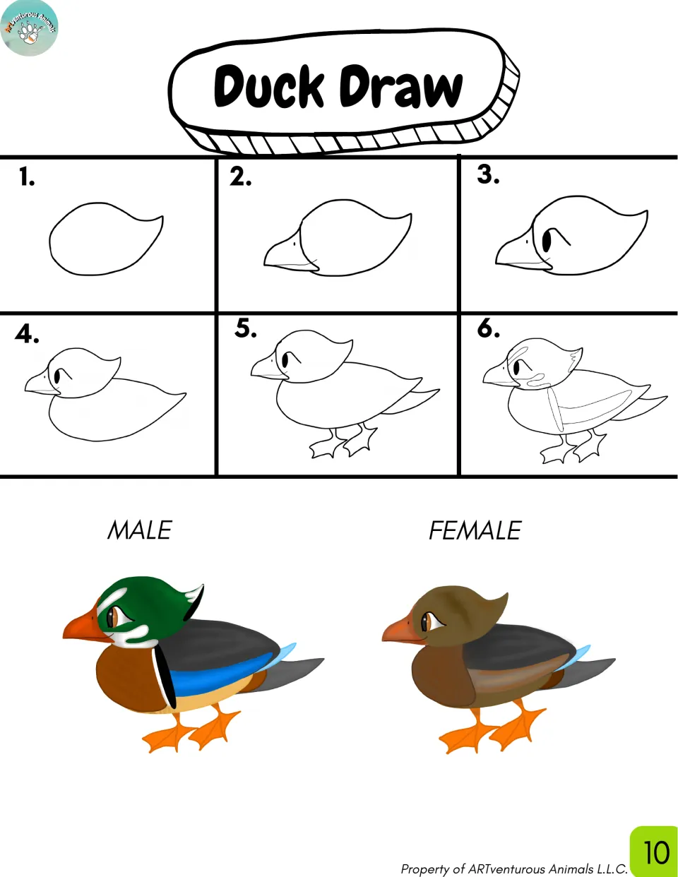 Duck Draw: six numbered steps for drawing a duck, with colored examples of a male and a female duck to copy