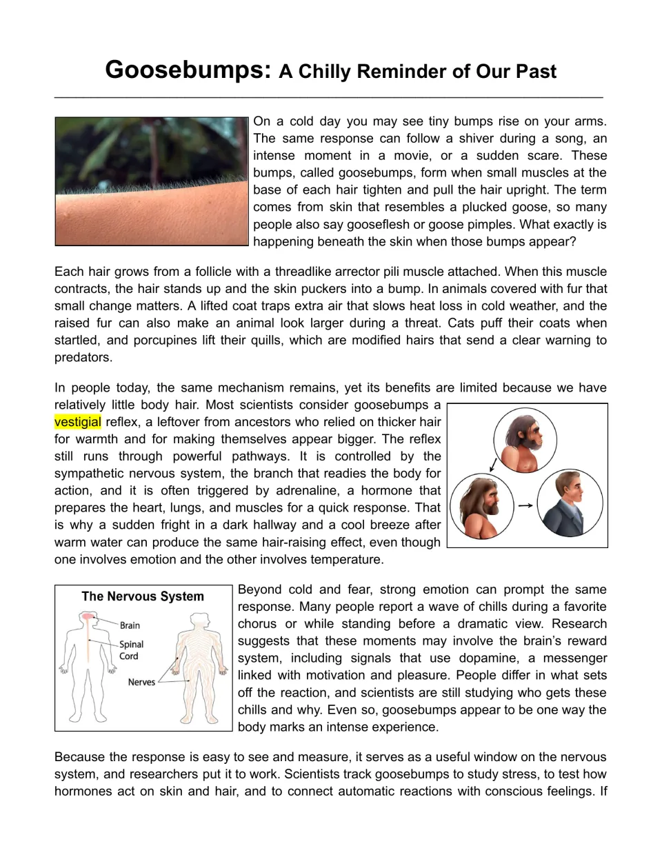 Reading passage opening explains goosebumps, arrector pili muscles, evolution, and emotional triggers.