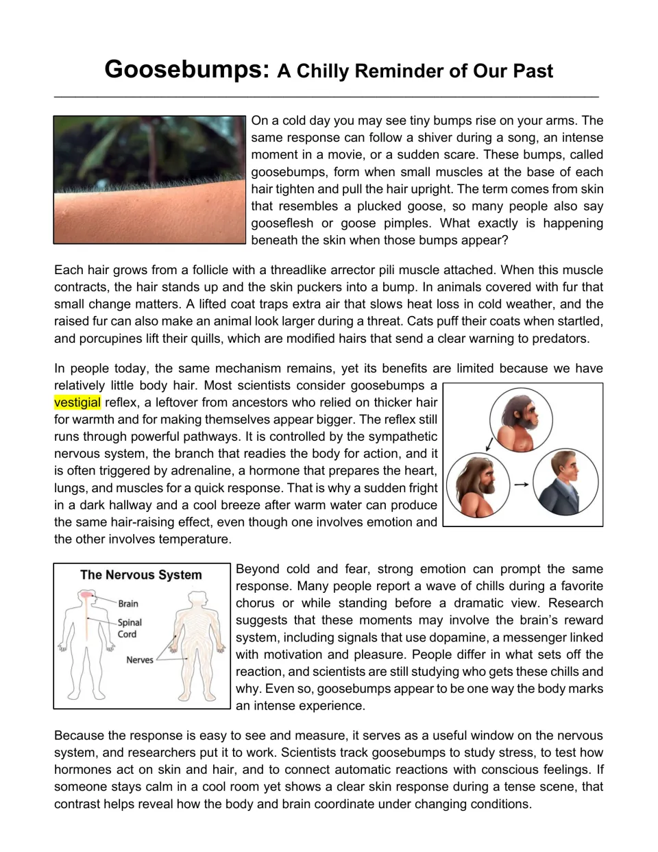 Reading passage opening explains goosebumps, hair muscles, animal warmth, evolution, and nervous system responses.