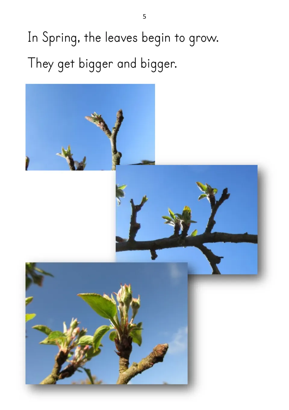 Reader page 5 explains that apple tree leaves begin to grow in spring, with three photographs of new growth