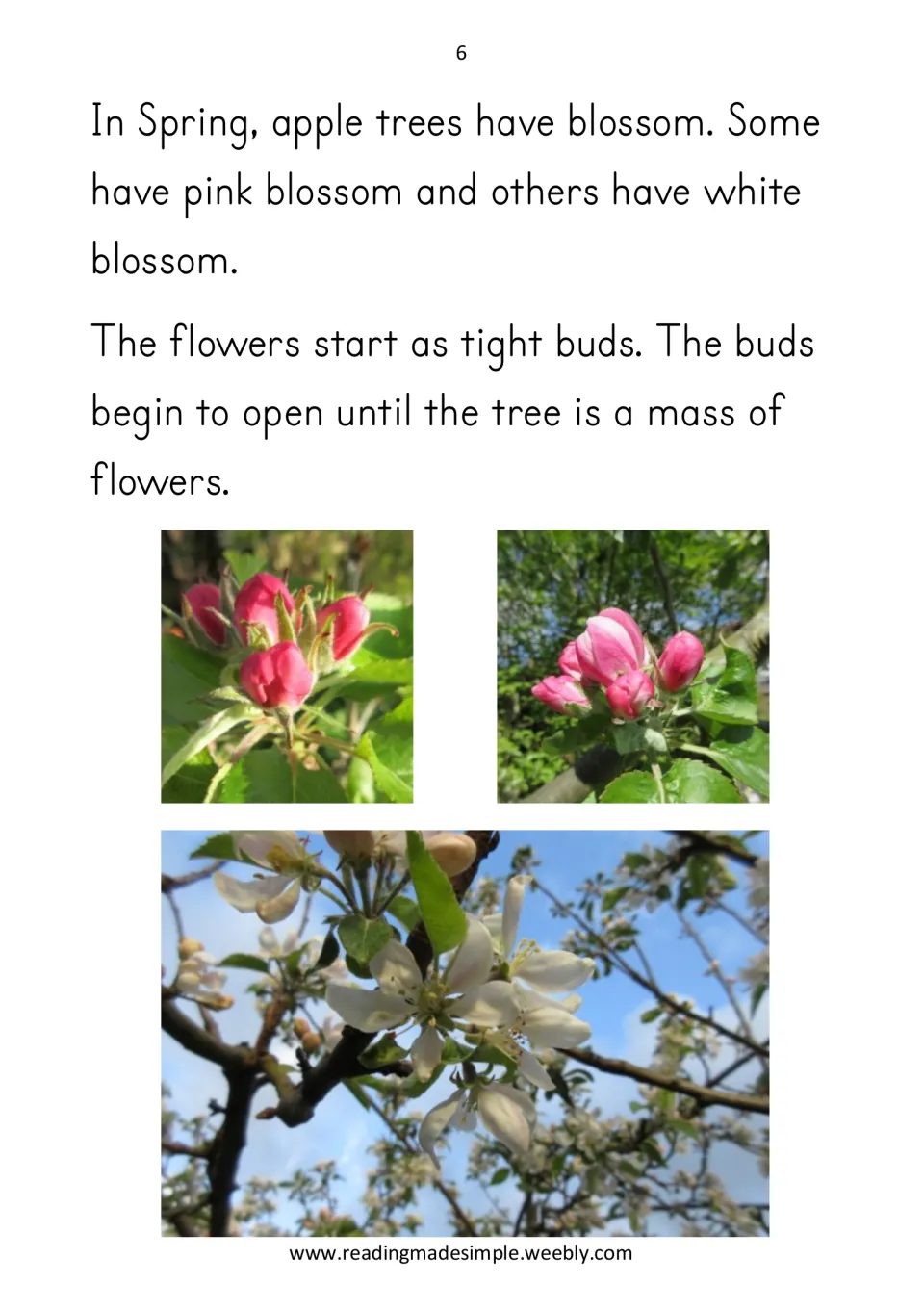 Reader page 6 describes pink and white apple blossoms in spring, with photographs of buds and open flowers