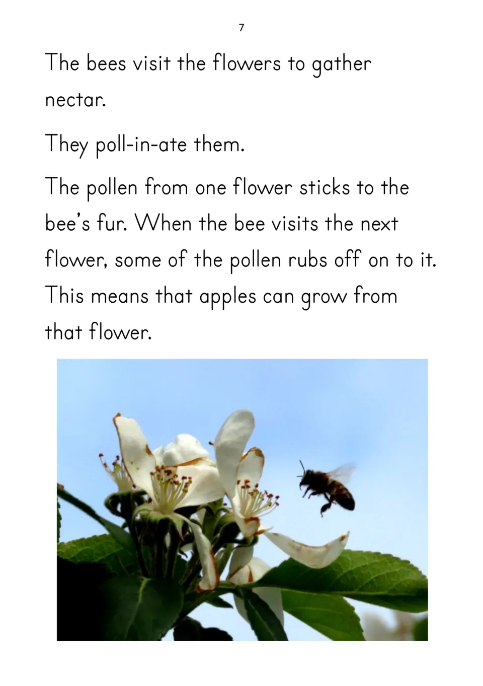 Reader page 7 explains how bees gather nectar and carry pollen between flowers so apples can begin to grow