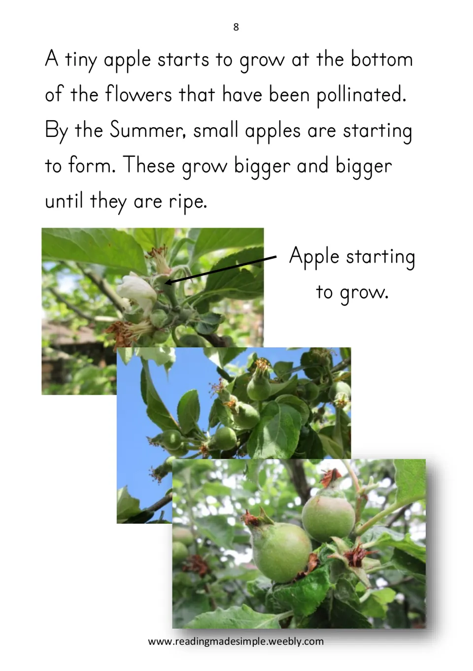 Reader page 8 follows tiny apples growing from pollinated flowers, with photographs of developing fruit