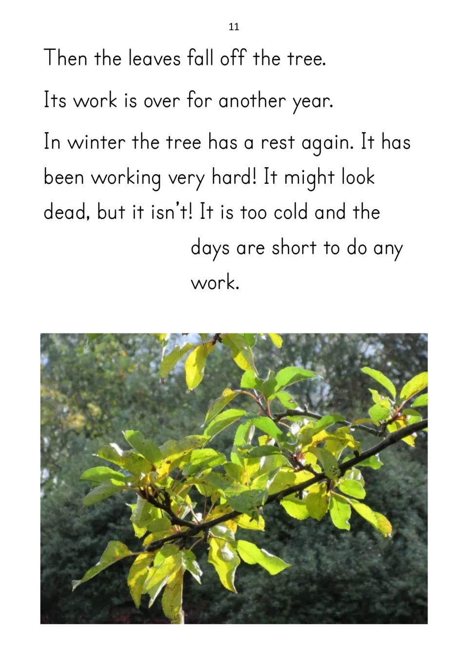 Reader page 11 describes leaves falling and the apple tree resting again during winter's cold, short days