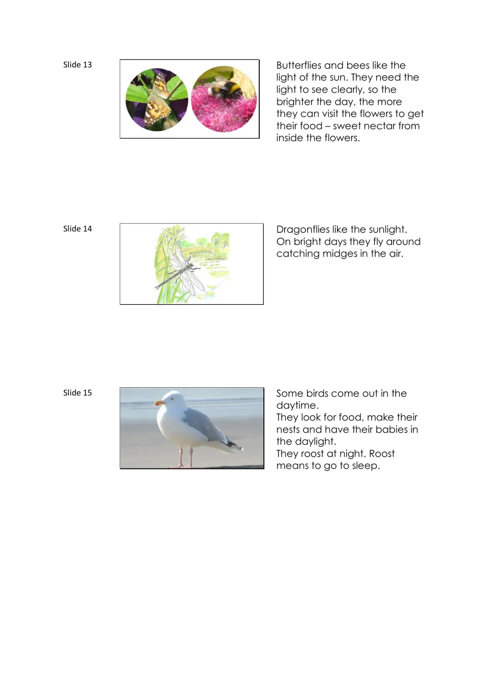 Narration notes for slides 13–15 describe butterflies, bees, dragonflies, and birds finding food in daylight.