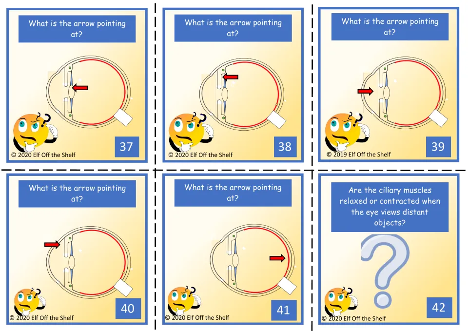 Eye anatomy cards 37-42: students name the eye parts marked by red arrows and ciliary muscle state for distant vision
