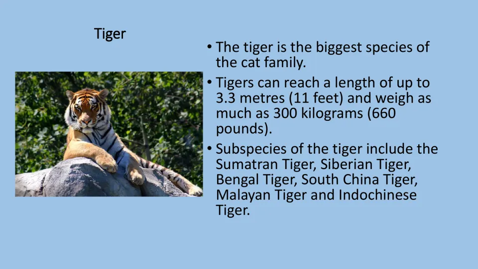 Tiger fact card for the PE game, with a tiger photograph and facts about its size, weight, and subspecies