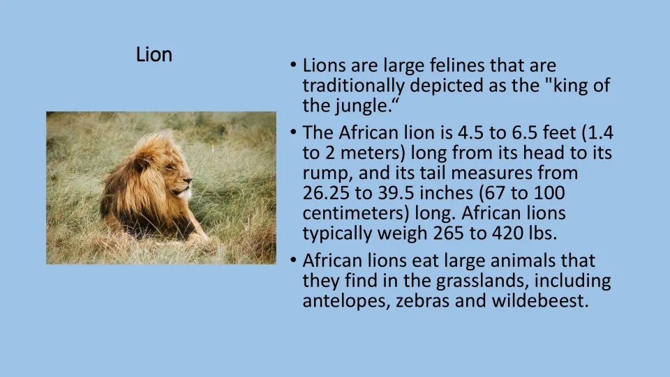 Lion fact card for the PE game, with a lion photograph and facts about body length, tail length, and diet