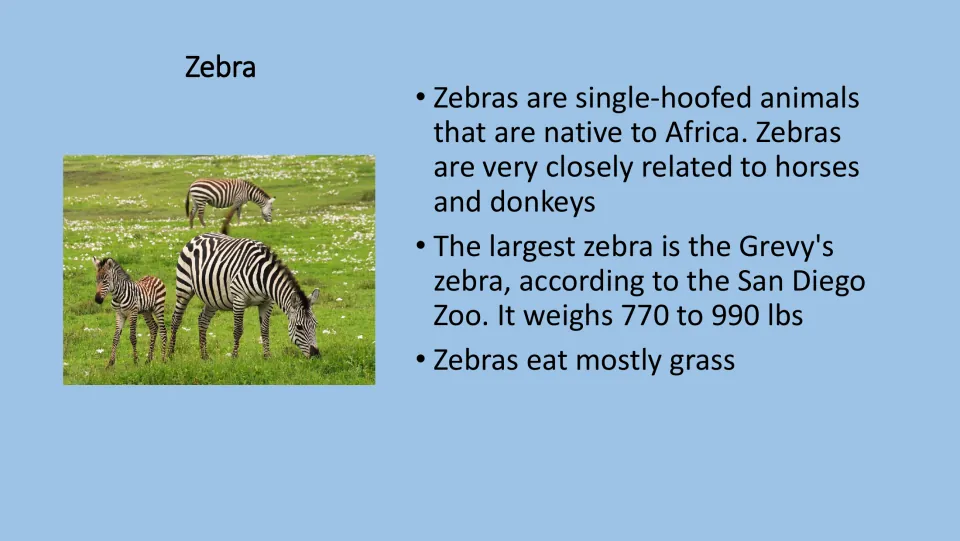 Zebra fact card for the PE game, with a zebra photograph and facts about African origins, relatives, and diet