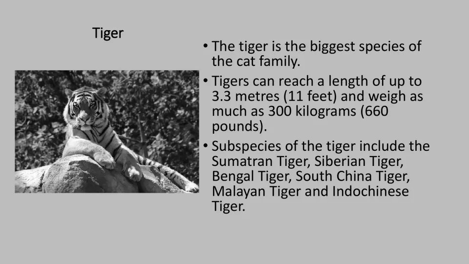 Grayscale tiger fact card for the PE game, with a photograph and facts about tiger size and subspecies