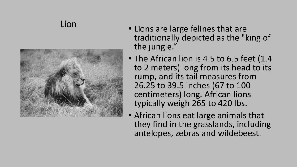Grayscale lion fact card for the PE game, with a photograph and facts about African lion size and prey