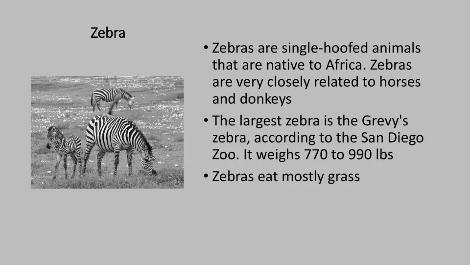 Grayscale zebra fact card for the PE game, with a photograph and facts about relatives, weight, and food