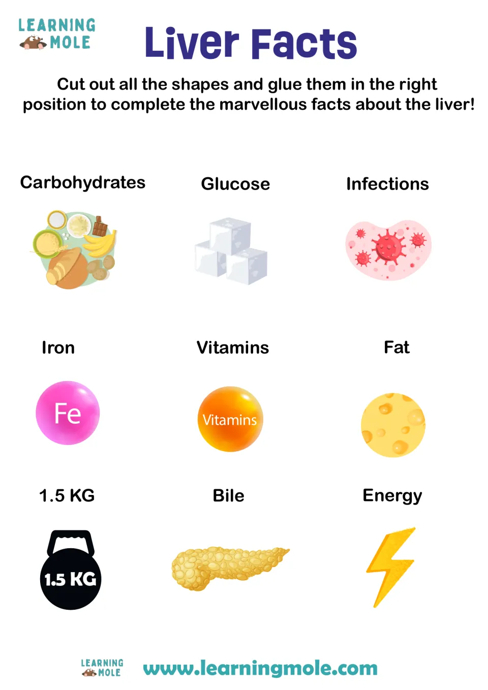 Liver facts cut-out pieces: picture cards for carbohydrates, glucose, infections, iron, vitamins, fat, 1.5 kg, bile, energy