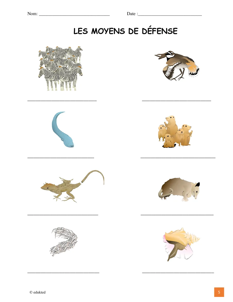 Animal defense labeling activity repeats the eight reference pictures, including zebras, an eel, and a lizard