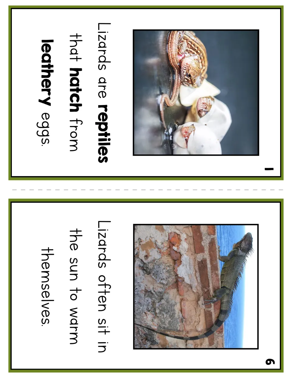 Reader pages 1 and 6 show lizards hatching from eggs and sitting in the sun, with short factual sentences
