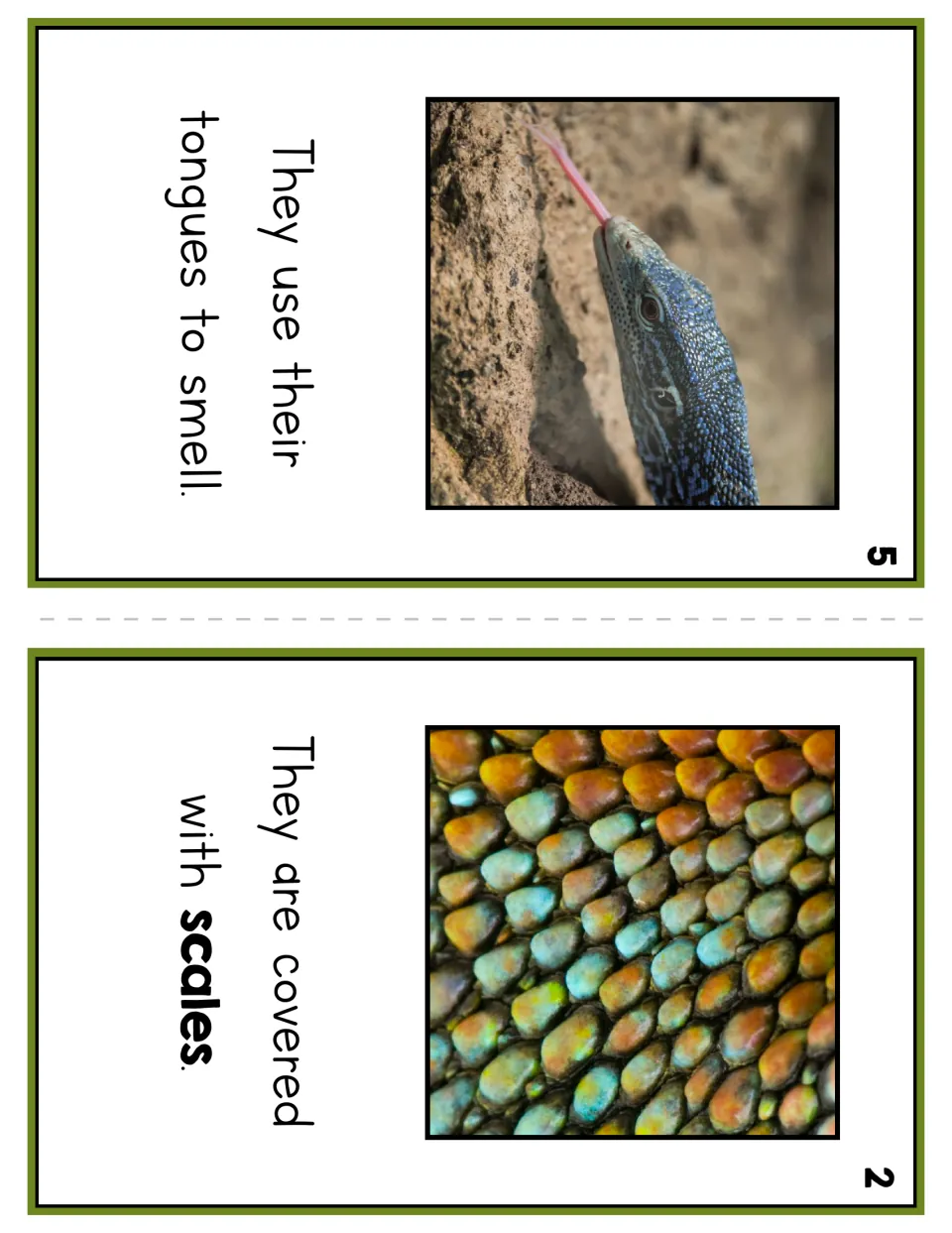 Reader pages 5 and 2 explain that lizards use their tongues to smell and are covered with scales, with photos