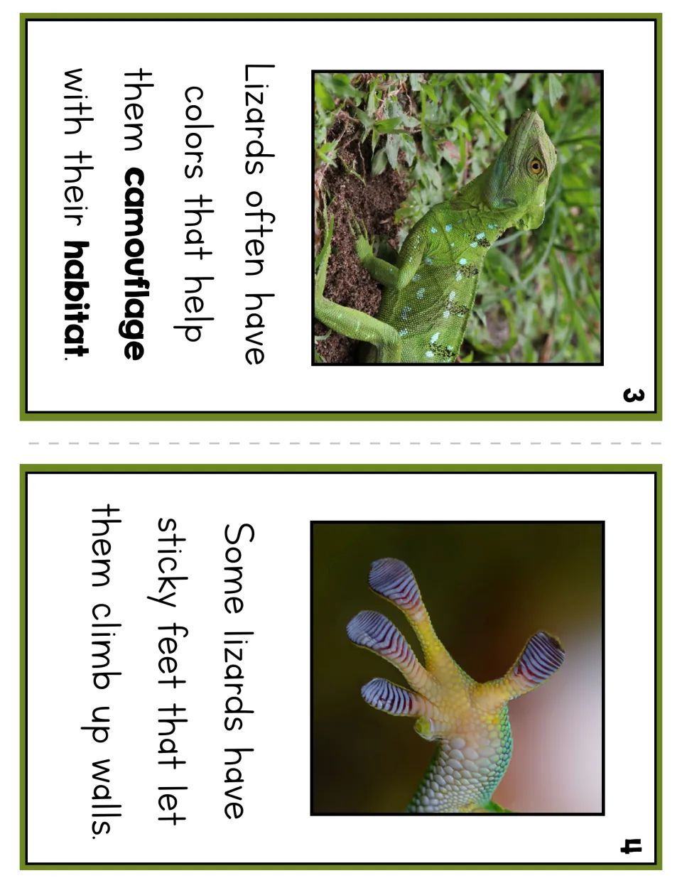 Reader pages 3 and 4 explain camouflage colors and sticky feet that help some lizards climb walls, with photos