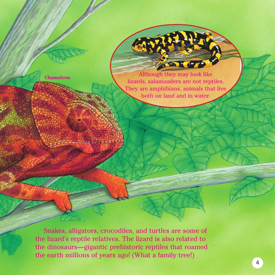 Book page 4 identifies a chameleon, distinguishes salamanders from reptiles and names lizards' relatives