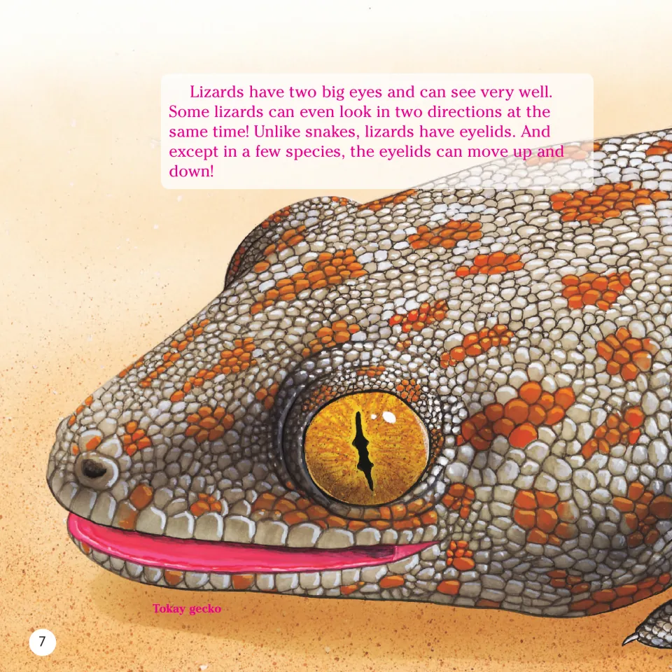 Book page 7 describes lizard vision, looking in two directions and eyelids beside a labeled Tokay gecko