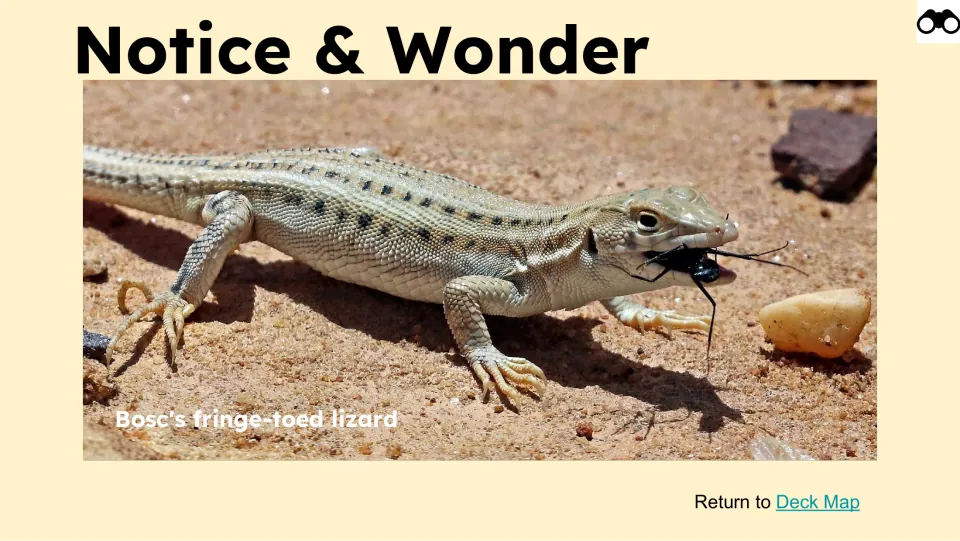 Notice & Wonder observation slide shows a Bosc's fringe-toed lizard holding an insect in its mouth.