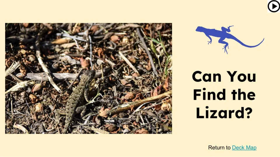 Can You Find the Lizard? challenge shows a camouflaged lizard among dry leaves, twigs, and ground cover.
