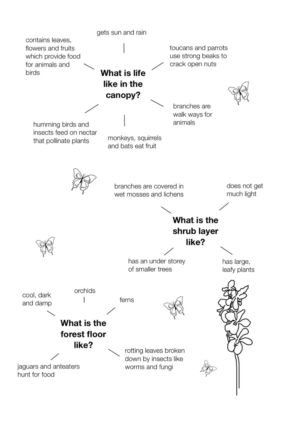 Leaflet planning notes describe life in the canopy, shrub layer, and forest floor, including food and light