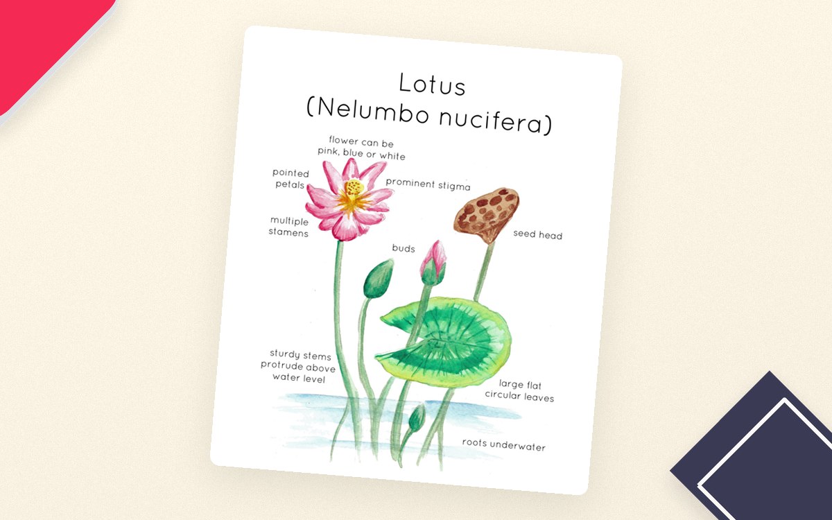 Lotus Plant Anatomy Printable Poster preview: One printable poster image (per db file type: PNG)