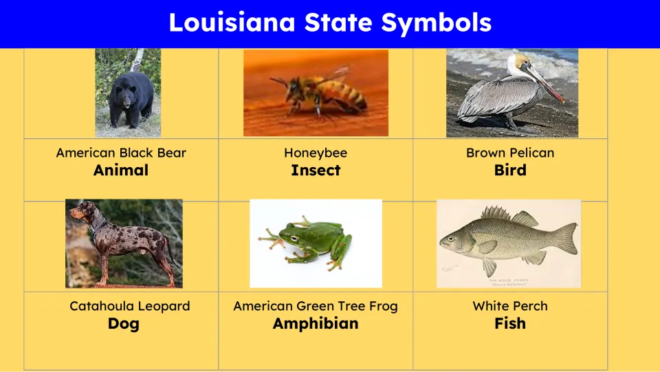 Animal symbols slide naming American black bear, honeybee, brown pelican, Catahoula leopard dog, and two more