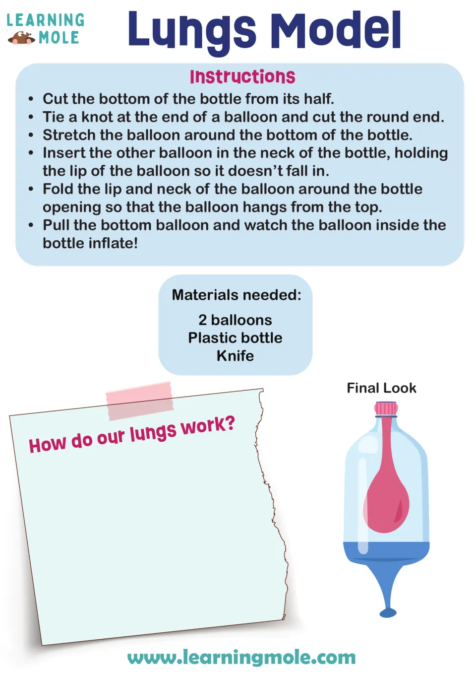 Breathing model build: students use 2 balloons and a plastic bottle, then pull the bottom balloon to inflate the inner one