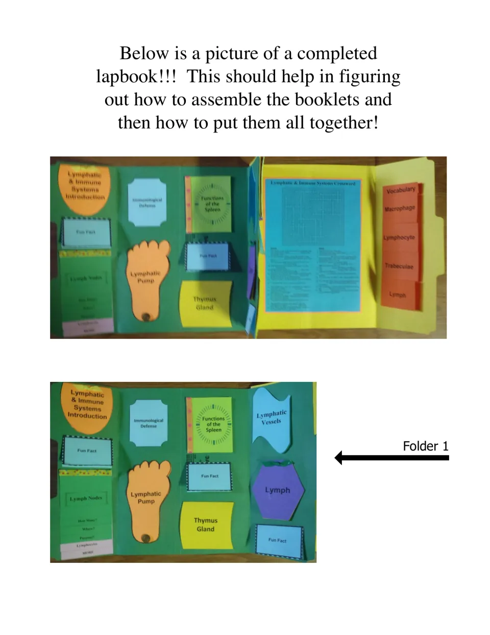 Completed lapbook example: finished folder 1 booklets such as the foot-shaped Lymphatic Pump, Thymus Gland and Lymph