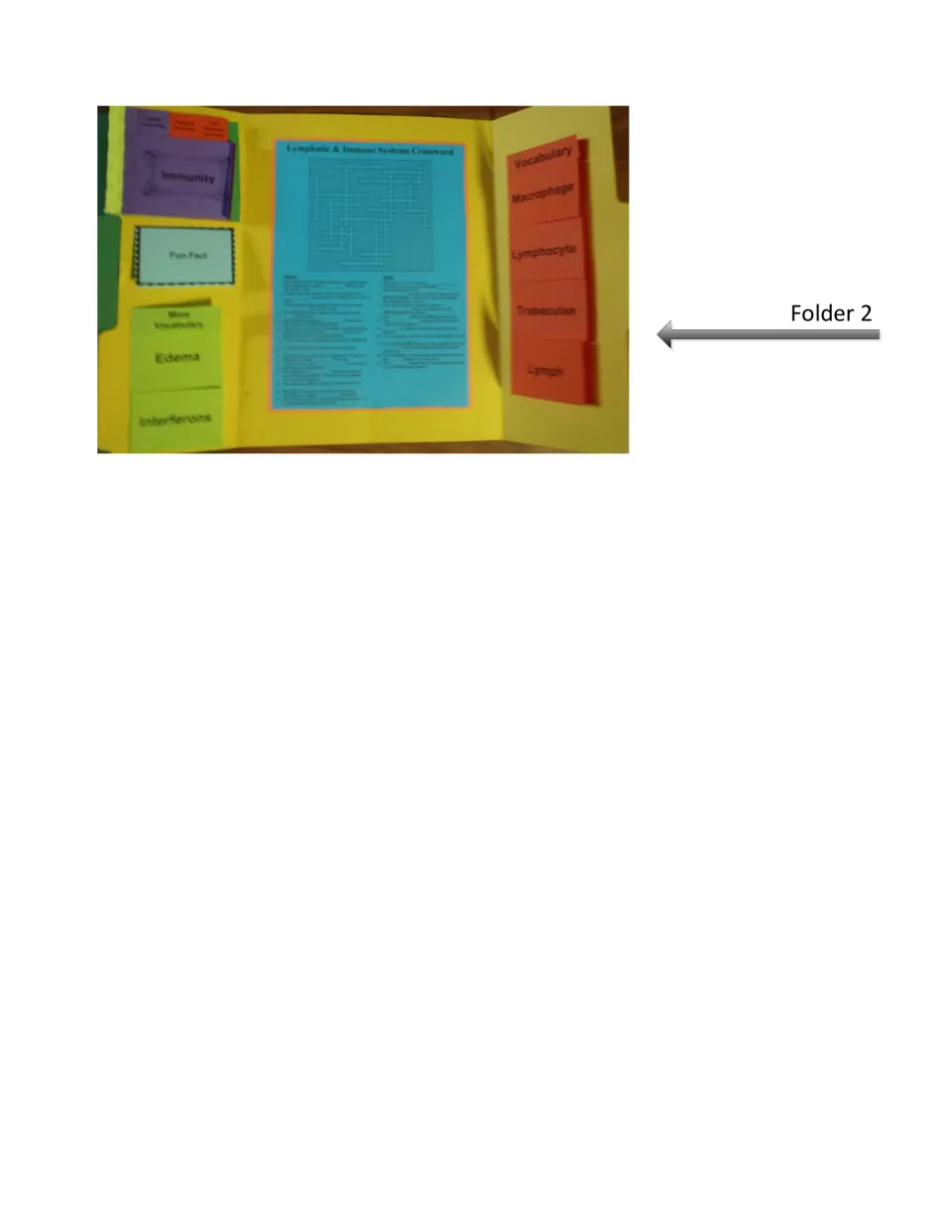 Finished folder 2 example: Immunity booklet, crossword, and vocabulary flaps for macrophage, lymphocyte and edema