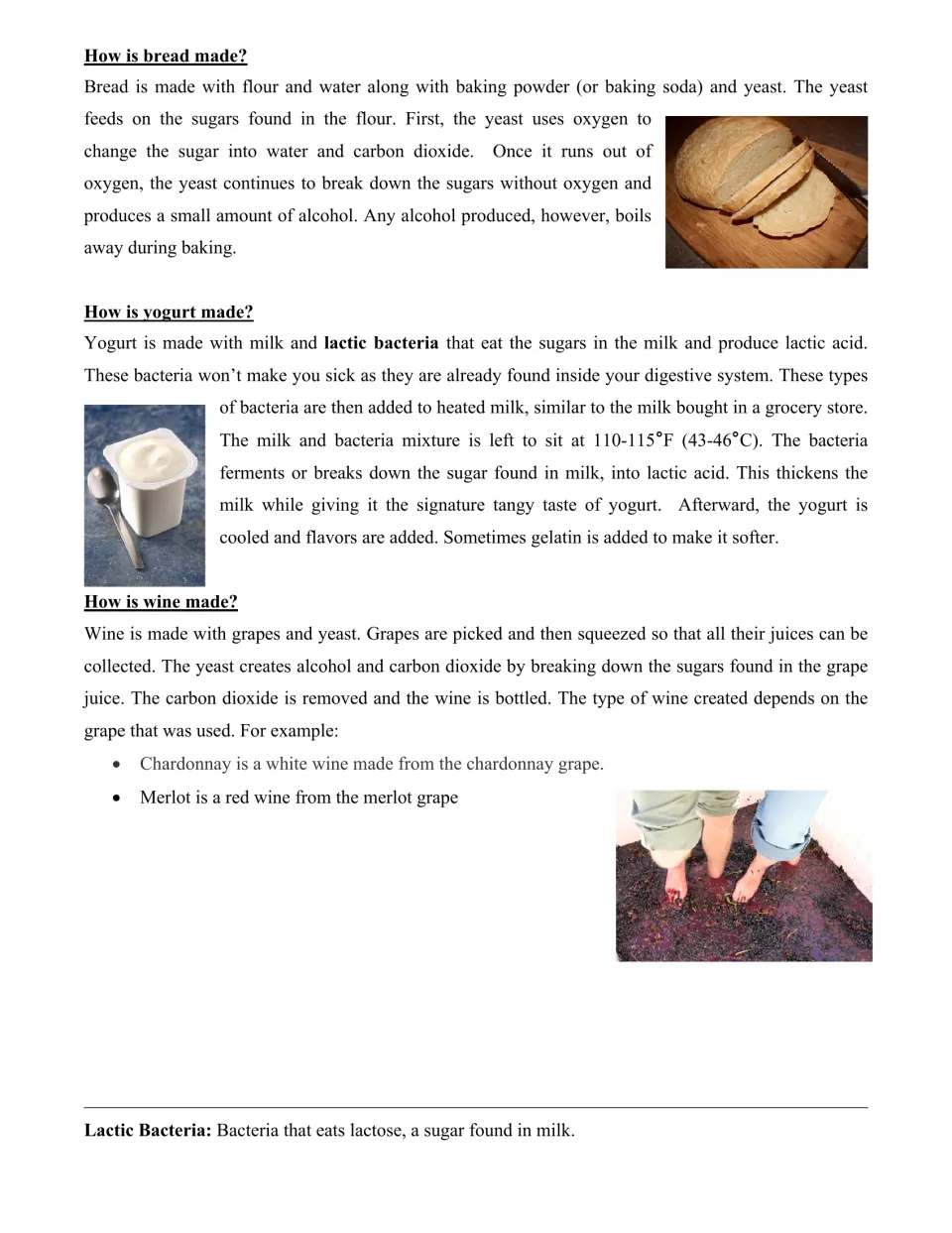 How bread, yogurt and wine are made: short passages on yeast and lactic bacteria breaking down sugars, with food photos