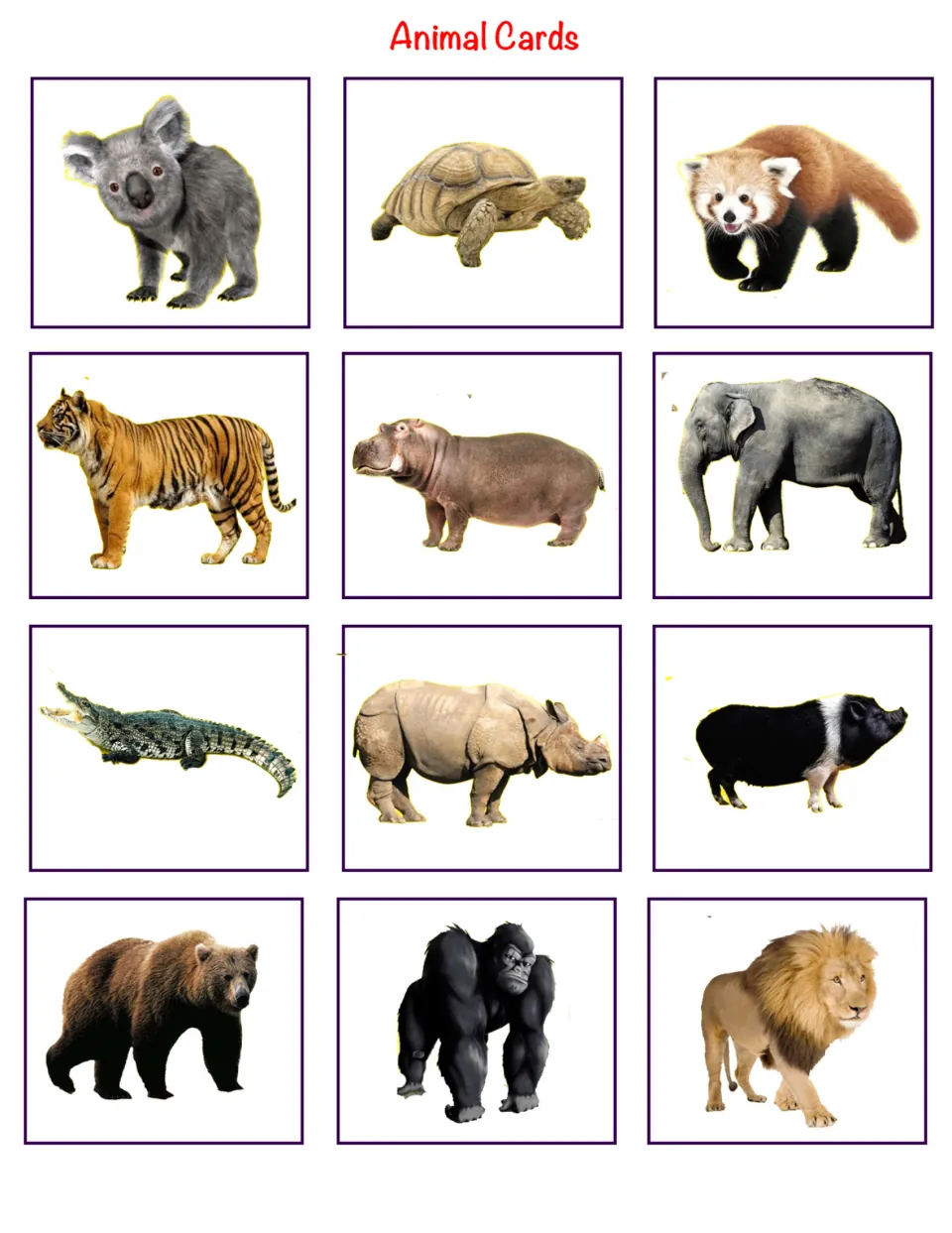 Animal cards: 12 photo cards of zoo animals including red panda, hippopotamus, rhinoceros and gorilla to hide for the hunt